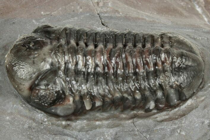 Cute Austerops Trilobite - Jorf, Morocco #328580